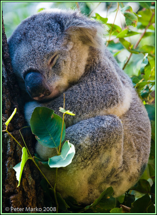 WV8X8506.jpg - Koala, Sydney, Australia.